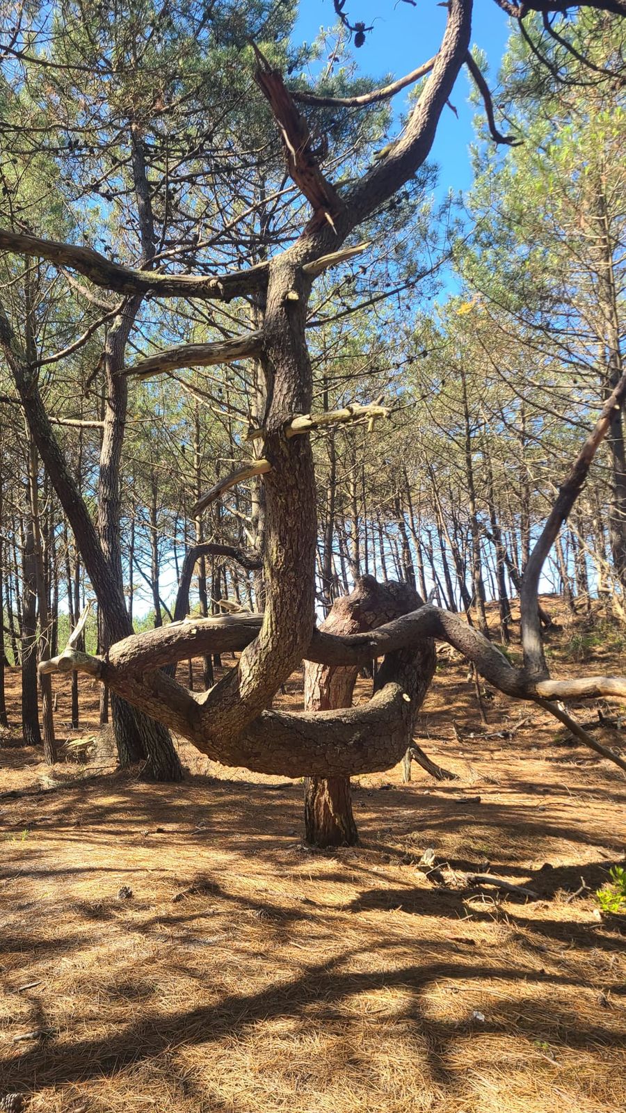 Un pin façonné par le vent, au tronc noueux et singulier, dans une forêt baignée de lumière