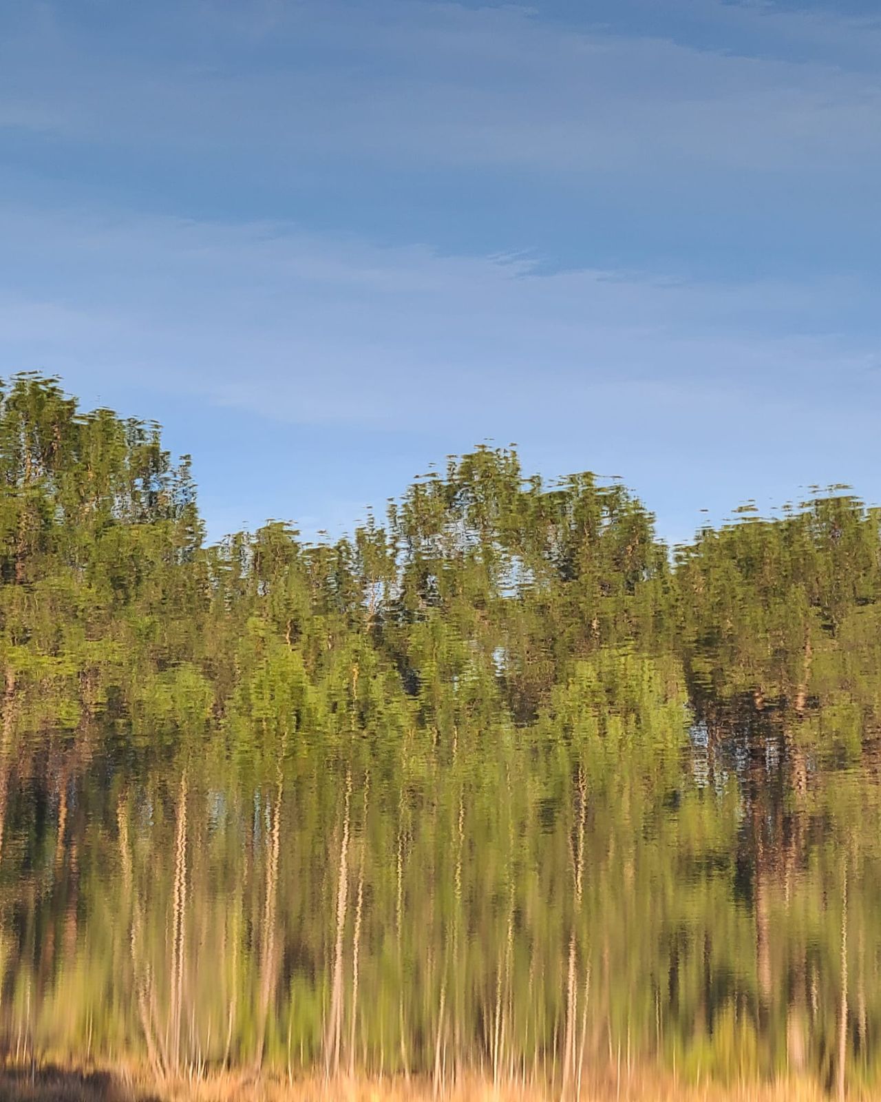 Reflet d'arbres dans l'eau calme d'un lac